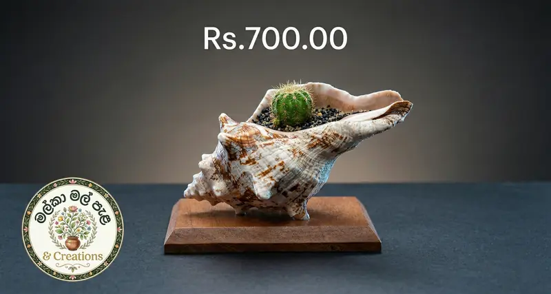 Crown Succulent