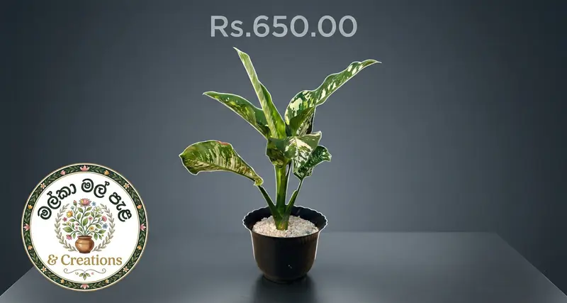 Zen Bonsai